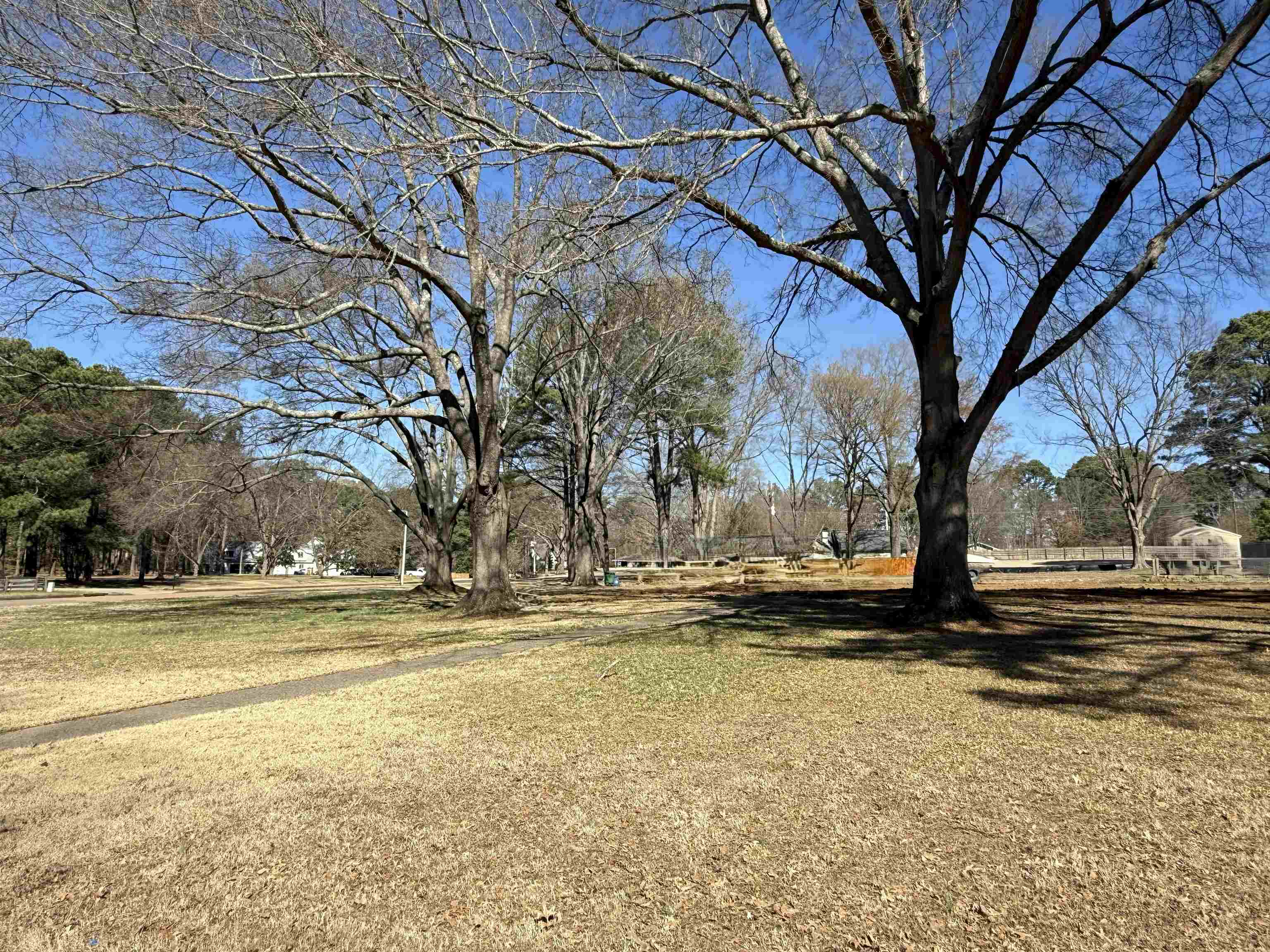 2808 Scarlet Road Germantown, TN 38139 - Photo 6 of 6 a view of a yard with a large tree