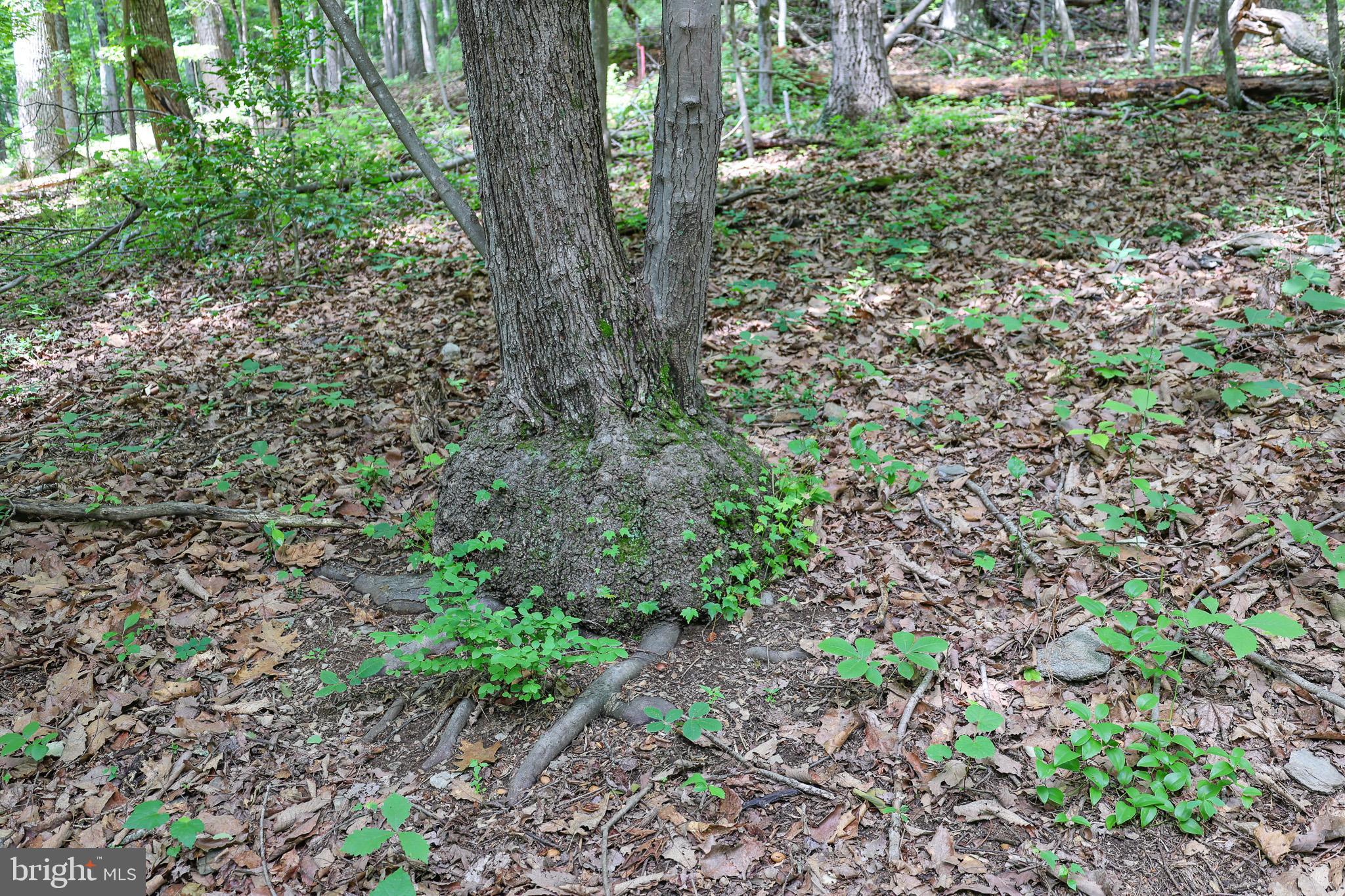 Tbd Comptons Road Castleton, VA 22716 - Photo 21 of 33