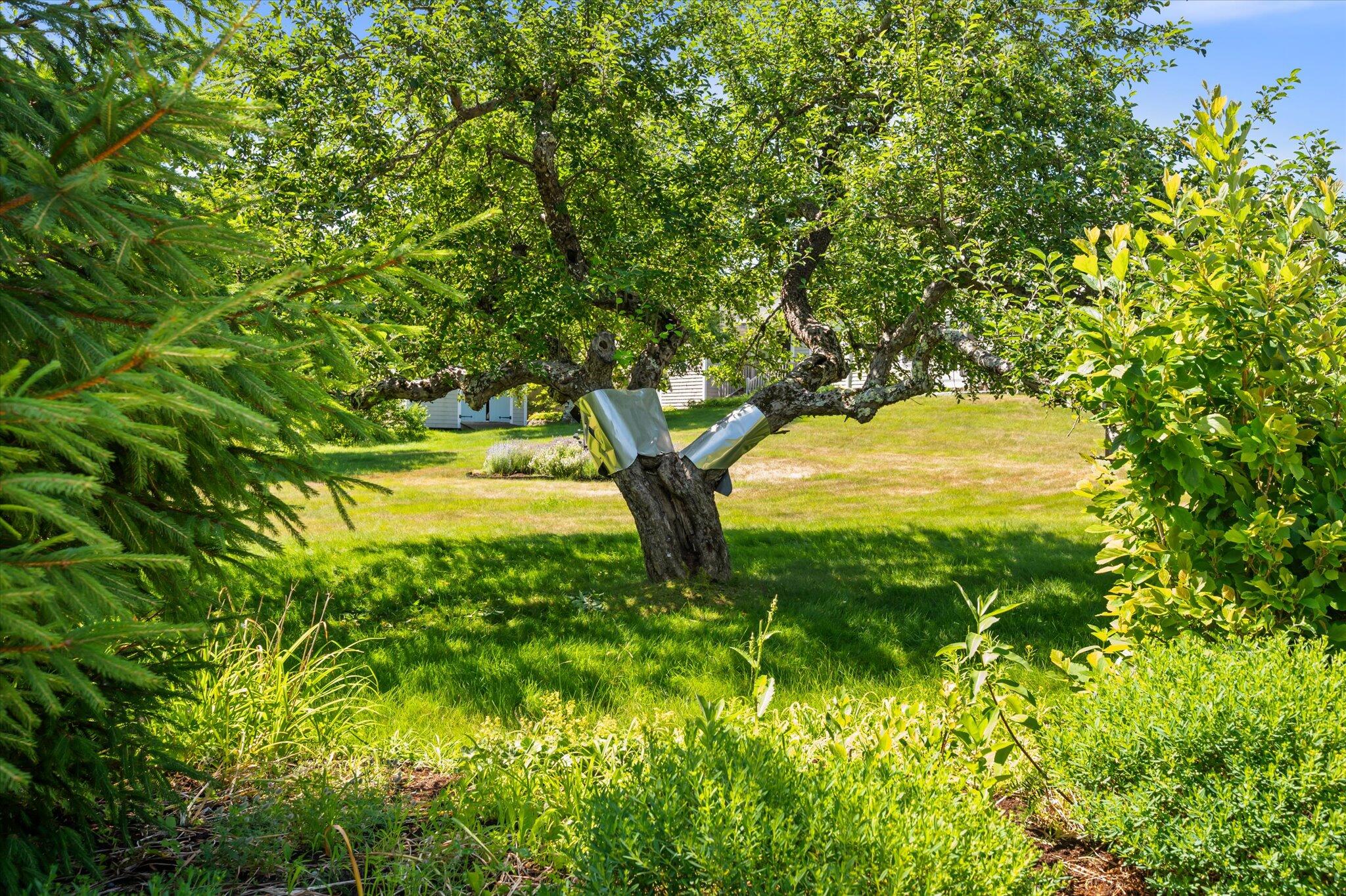 106 Naskeag Point Road Brooklin, ME 04616 - Photo 52 of 56 59-106 Naskeag Point