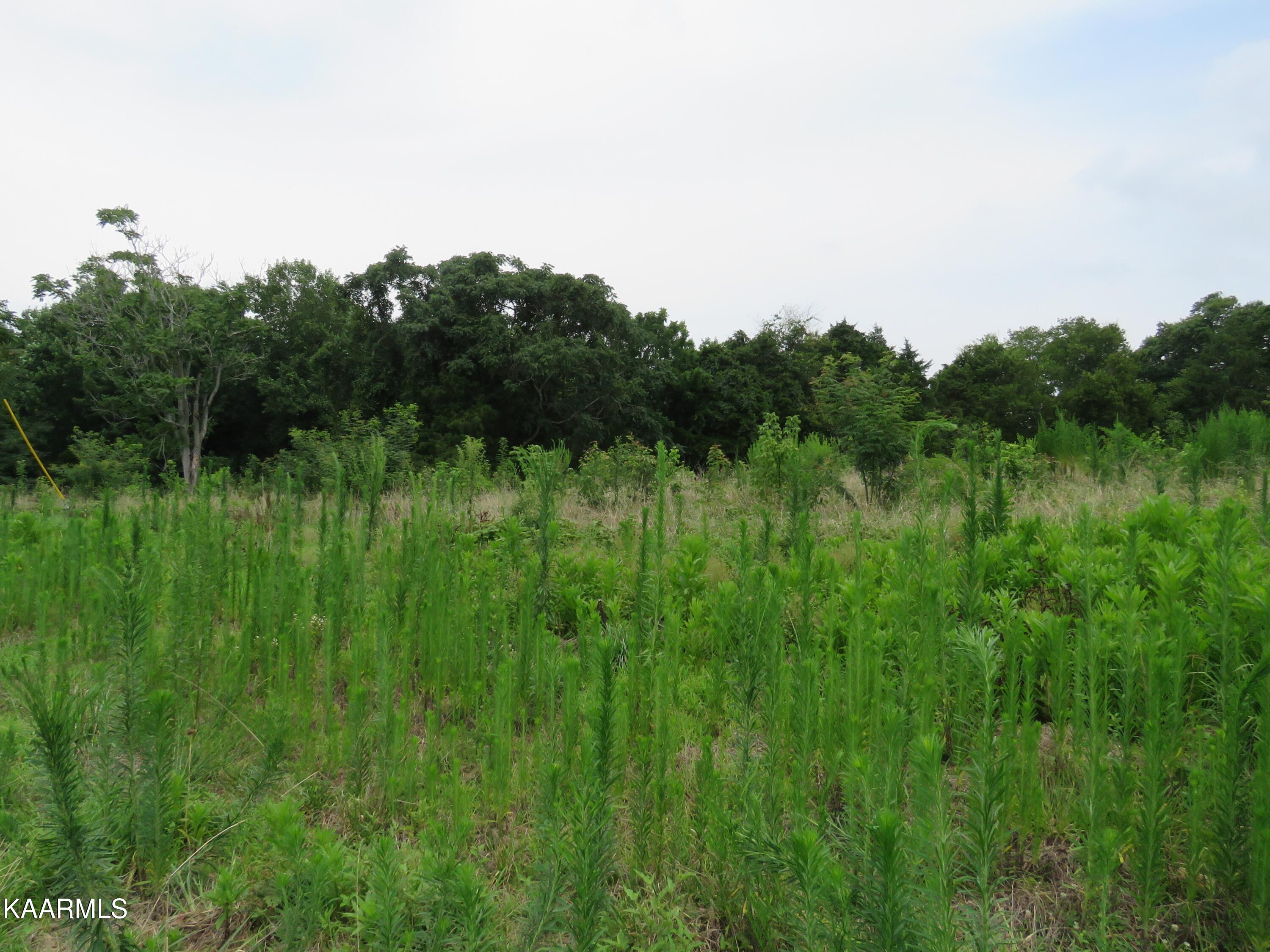 Lot 30 Lake Bluff Road Baxter, TN 38544 - Photo 5 of 13 3