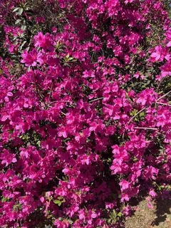 $445,000 | 65147 Shinglemill Road, Pearl River, LA 70452