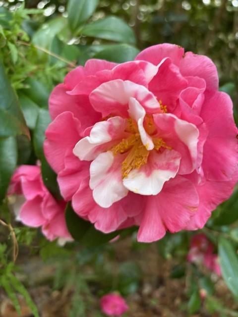 65147 Shinglemill Road Pearl River, LA 70452 - Photo 32 of 40