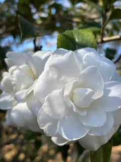 $445,000 | 65147 Shinglemill Road, Pearl River, LA 70452