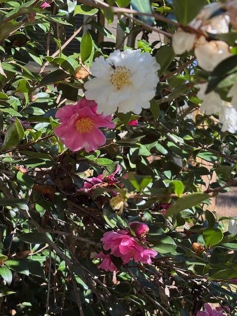 65147 Shinglemill Road Pearl River, LA 70452 - Photo 40 of 40