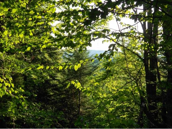 0 Kinney Hill Road West Burke, VT 05871 - Photo 1 of 1 Gallery Image 1