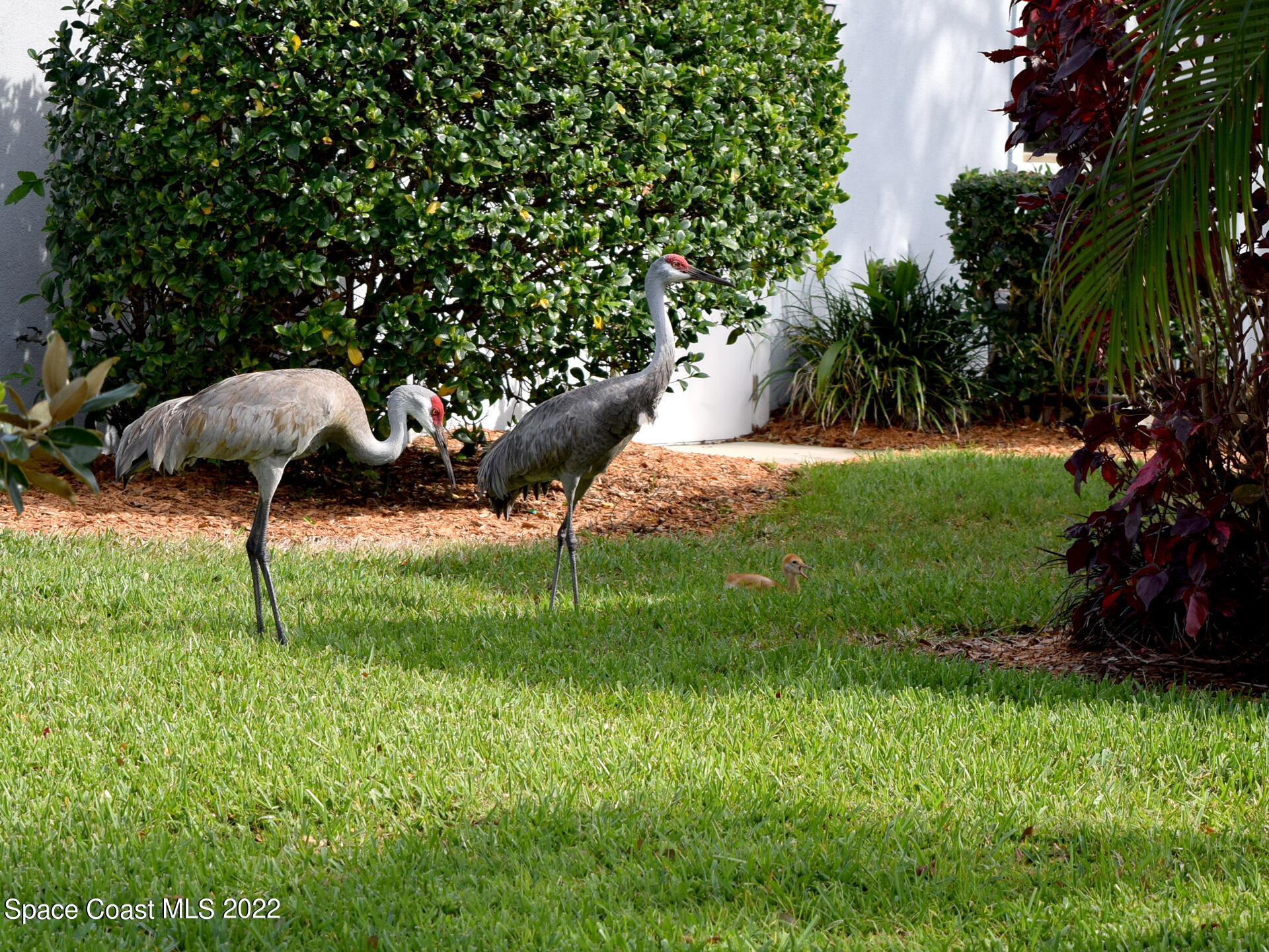 1425 Kitty Hawk Way Melbourne, FL 32940 - Photo 52 of 53 a backyard of a house with lots of green space