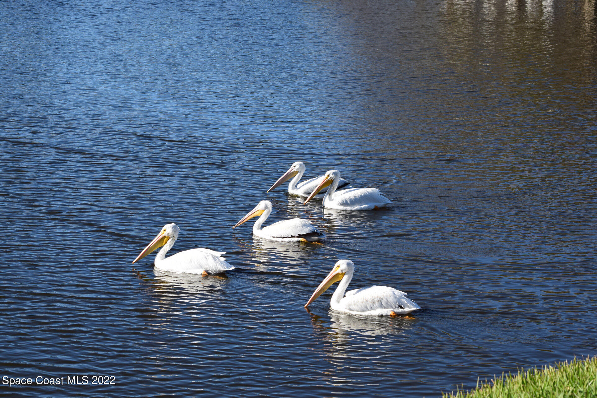1425 Kitty Hawk Way Melbourne, FL 32940 - Photo 53 of 53 white-pelicans-web