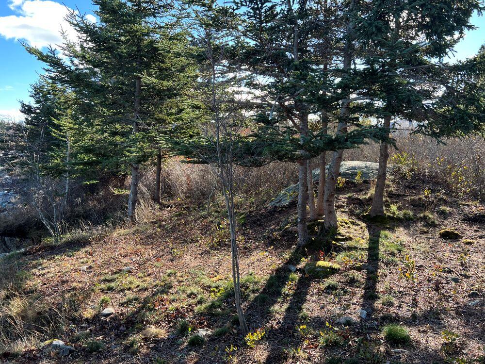 70 Atlantic Loop Road Swans Island, ME 04685 - Photo 63 of 69 IMG_2735