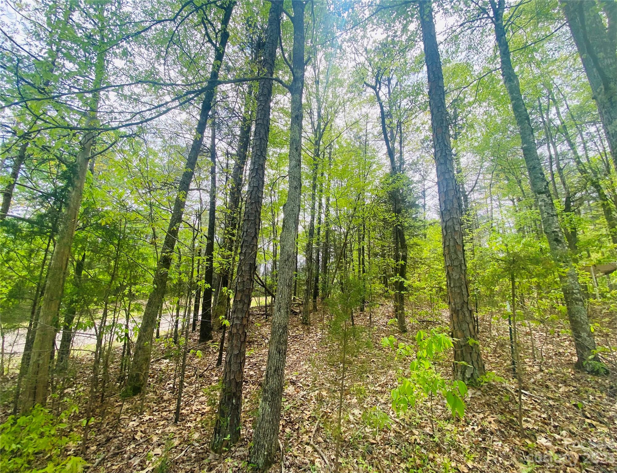 656 Fairforest Road Chester, SC 29706 - Photo 2 of 22 a view of forest