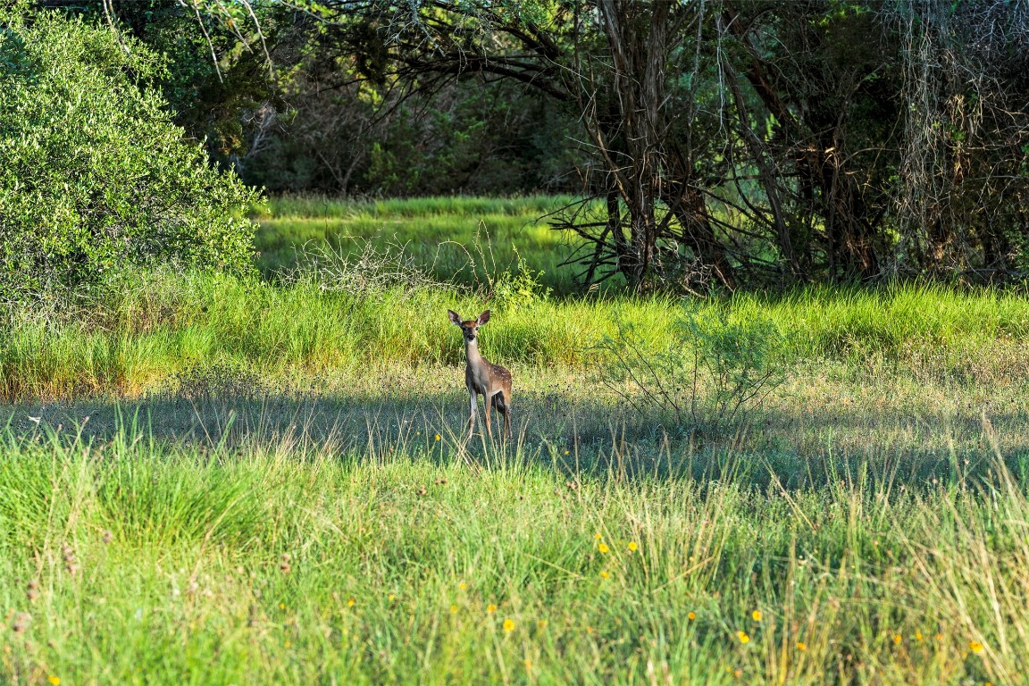 5229-5012 Hupedo Ranch Road Spicewood, TX 78669 - Photo 37 of 40 a view of lake background with lake