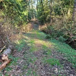 a view of a yard with plants and trees