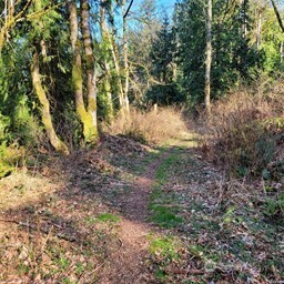 190-xx Southeast 66th Street Issaquah, WA 98027 - Photo 12 of 32 a view of a yard with plants and trees