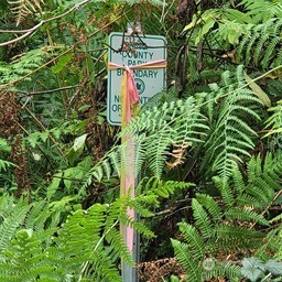 190-xx Southeast 66th Street Issaquah, WA 98027 - Photo 17 of 32 a sign that is on a tree
