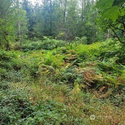 190-xx Southeast 66th Street Issaquah, WA 98027 - Photo 19 of 32 a view of a lush green forest