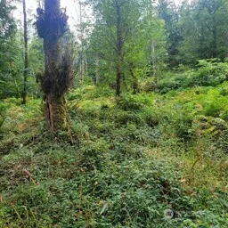 a view of a lush green forest
