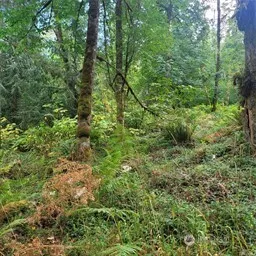 a view of a lush green forest