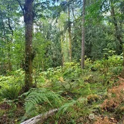 a view of a forest with a tree