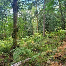 190-xx Southeast 66th Street Issaquah, WA 98027 - Photo 22 of 32 a view of a lush green forest