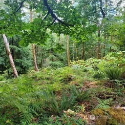a view of a forest with a tree