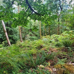 190-xx Southeast 66th Street Issaquah, WA 98027 - Photo 23 of 32 a view of a forest with a tree