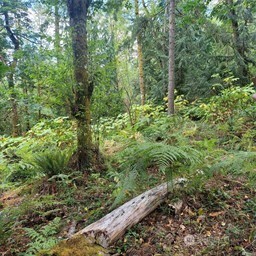 190-xx Southeast 66th Street Issaquah, WA 98027 - Photo 24 of 32 a view of a forest with a tree