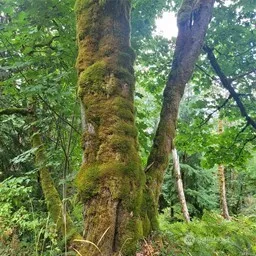 a view of a lush green forest with large trees
