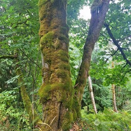 190-xx Southeast 66th Street Issaquah, WA 98027 - Photo 25 of 32