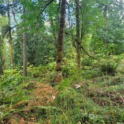 190-xx Southeast 66th Street Issaquah, WA 98027 - Photo 26 of 32 a view of a lush green forest