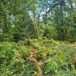 a view of a lush green forest
