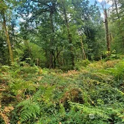 a view of a large yard with plants and trees