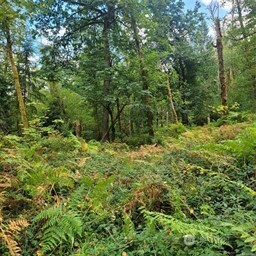 190-xx Southeast 66th Street Issaquah, WA 98027 - Photo 28 of 32 a view of a lush green forest