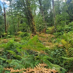 190-xx Southeast 66th Street Issaquah, WA 98027 - Photo 29 of 32 a view of a lush green forest