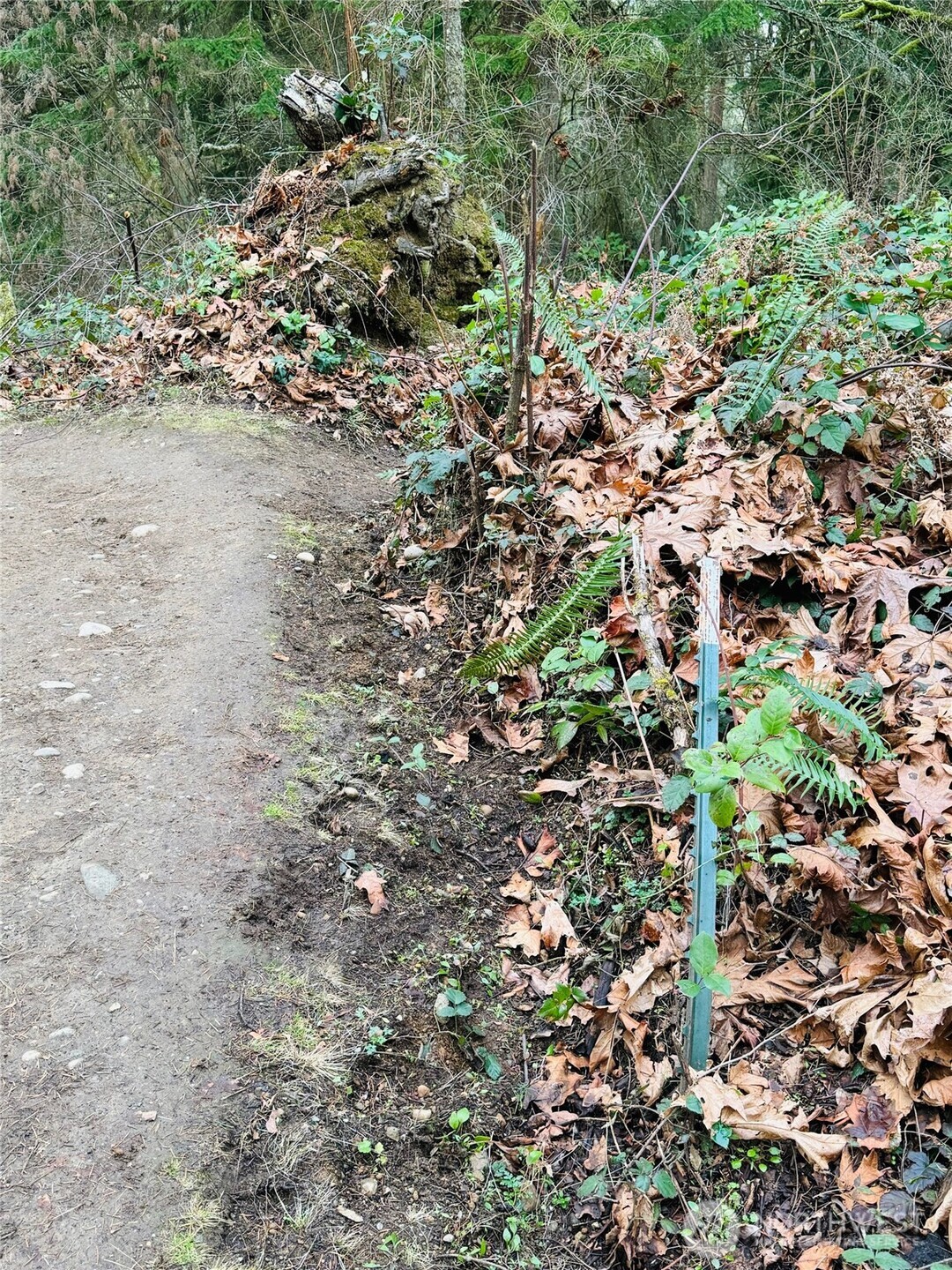 190-xx Southeast 66th Street Issaquah, WA 98027 - Photo 30 of 32 a view of a large yard with plants and trees