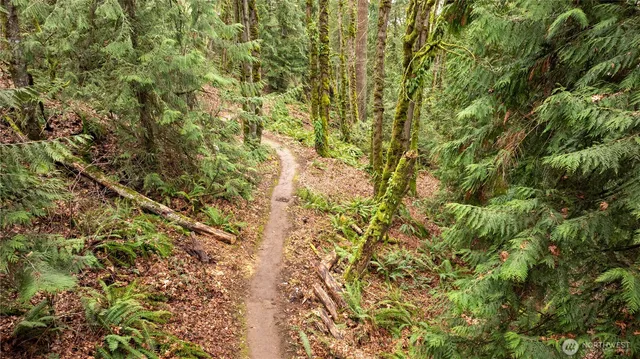a view of a forest with lush green forest