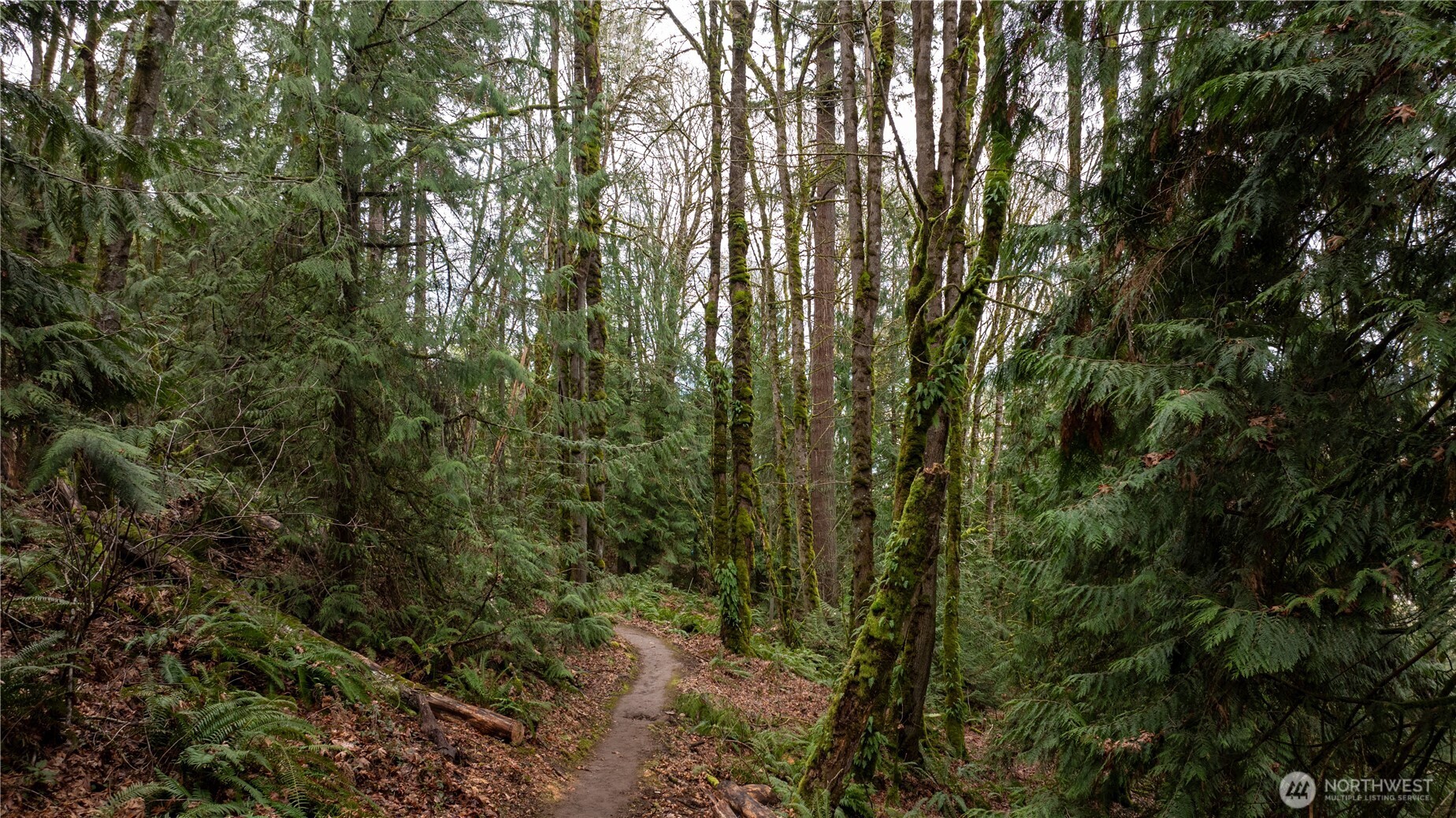 190-xx Southeast 66th Street Issaquah, WA 98027 - Photo 7 of 32 a view of a forest with lush green forest