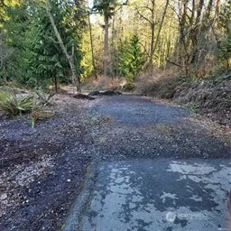 a view of a forest with trees