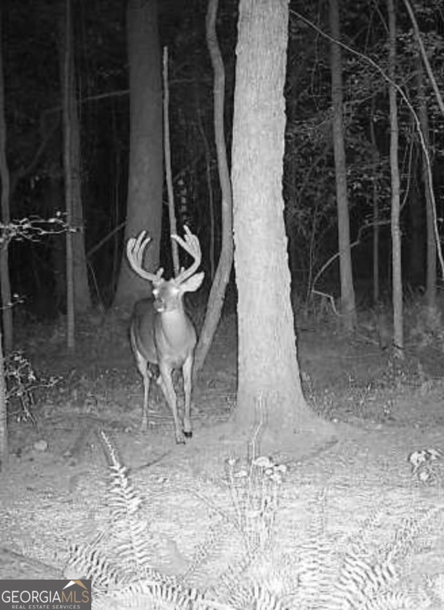 0 Weaver Jones Road Rutledge, GA 30663 - Photo 6 of 6 a view of a water fountain