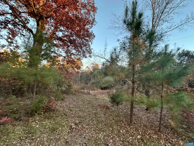 a view of a forest with trees in the background