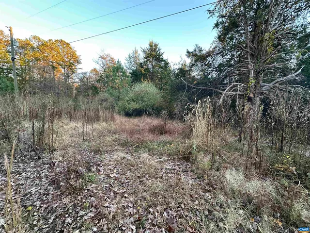 a view of a lush green forest with lots of trees