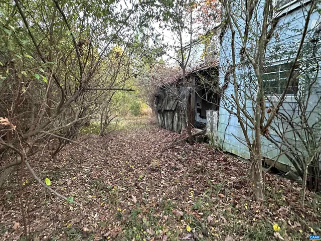 a view of a forest filled with trees