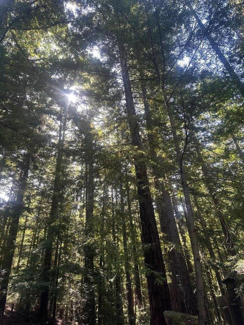 320 Timber Cove Boulder Creek, CA 95006 - Photo 13 of 17 a view of tree