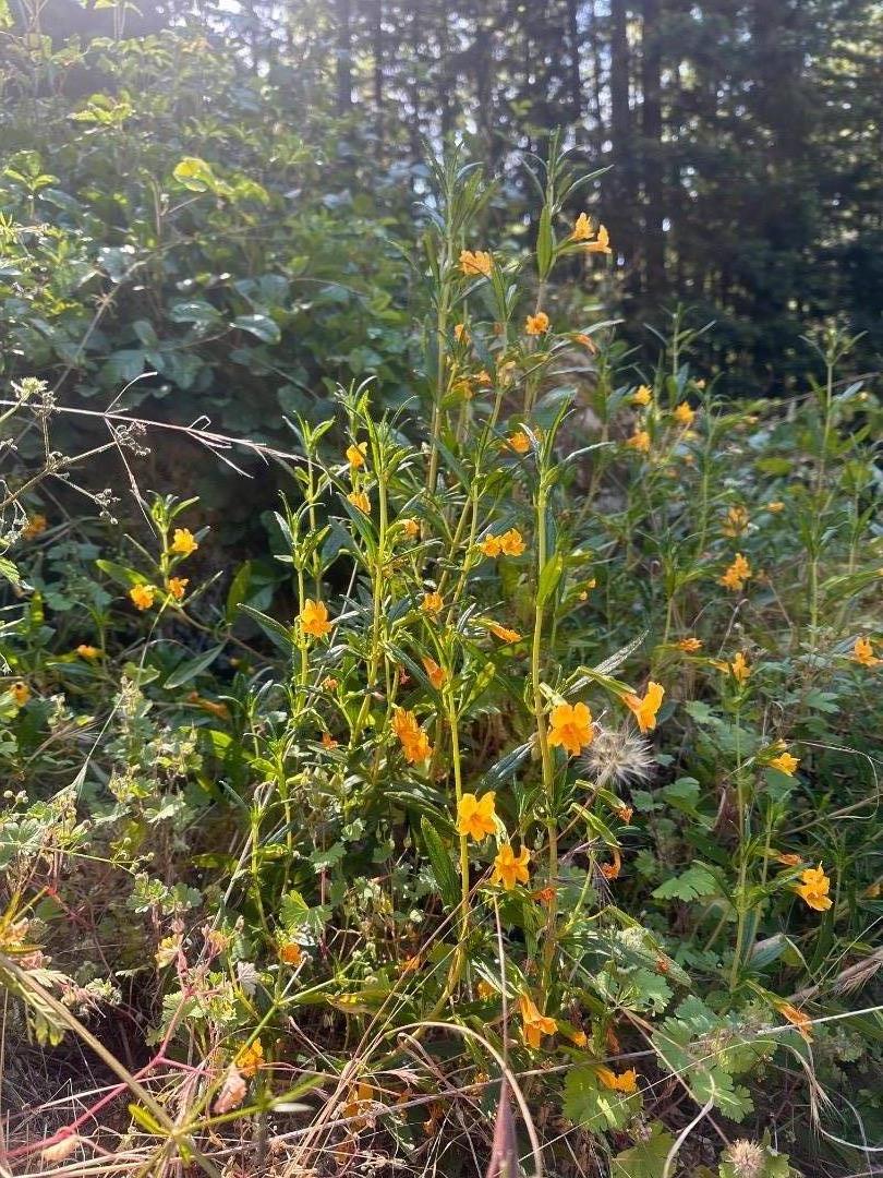 320 Timber Cove Boulder Creek, CA 95006 - Photo 14 of 17