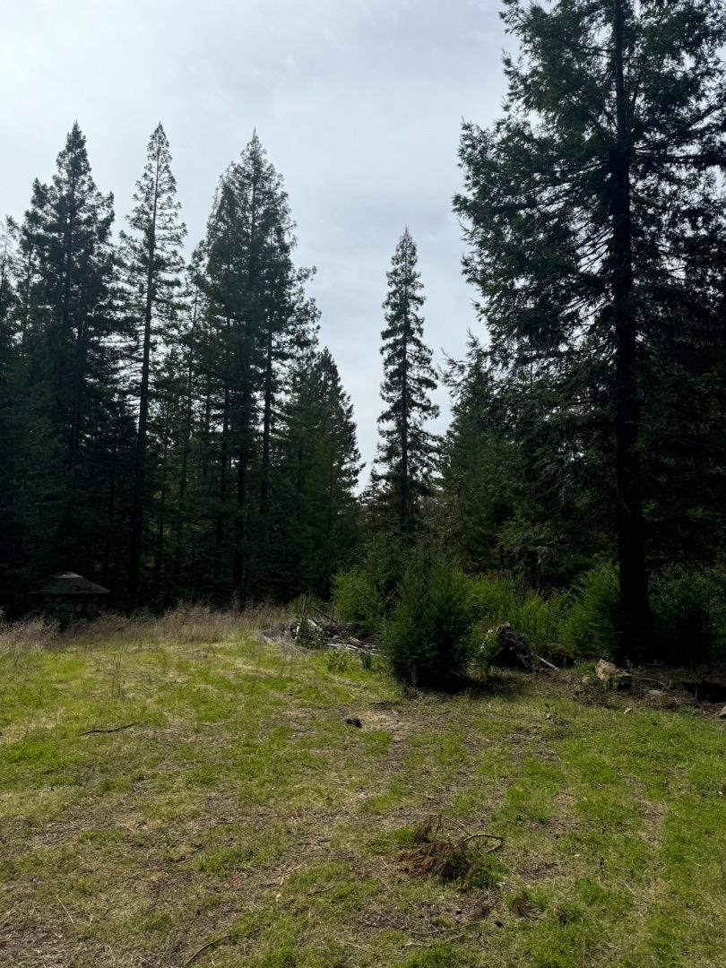 320 Timber Cove Boulder Creek, CA 95006 - Photo 3 of 17 a backyard of a house with lots of green space