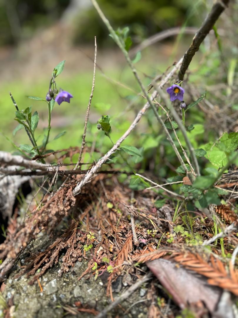 320 Timber Cove Boulder Creek, CA 95006 - Photo 7 of 17 a close up of a plant in a garden
