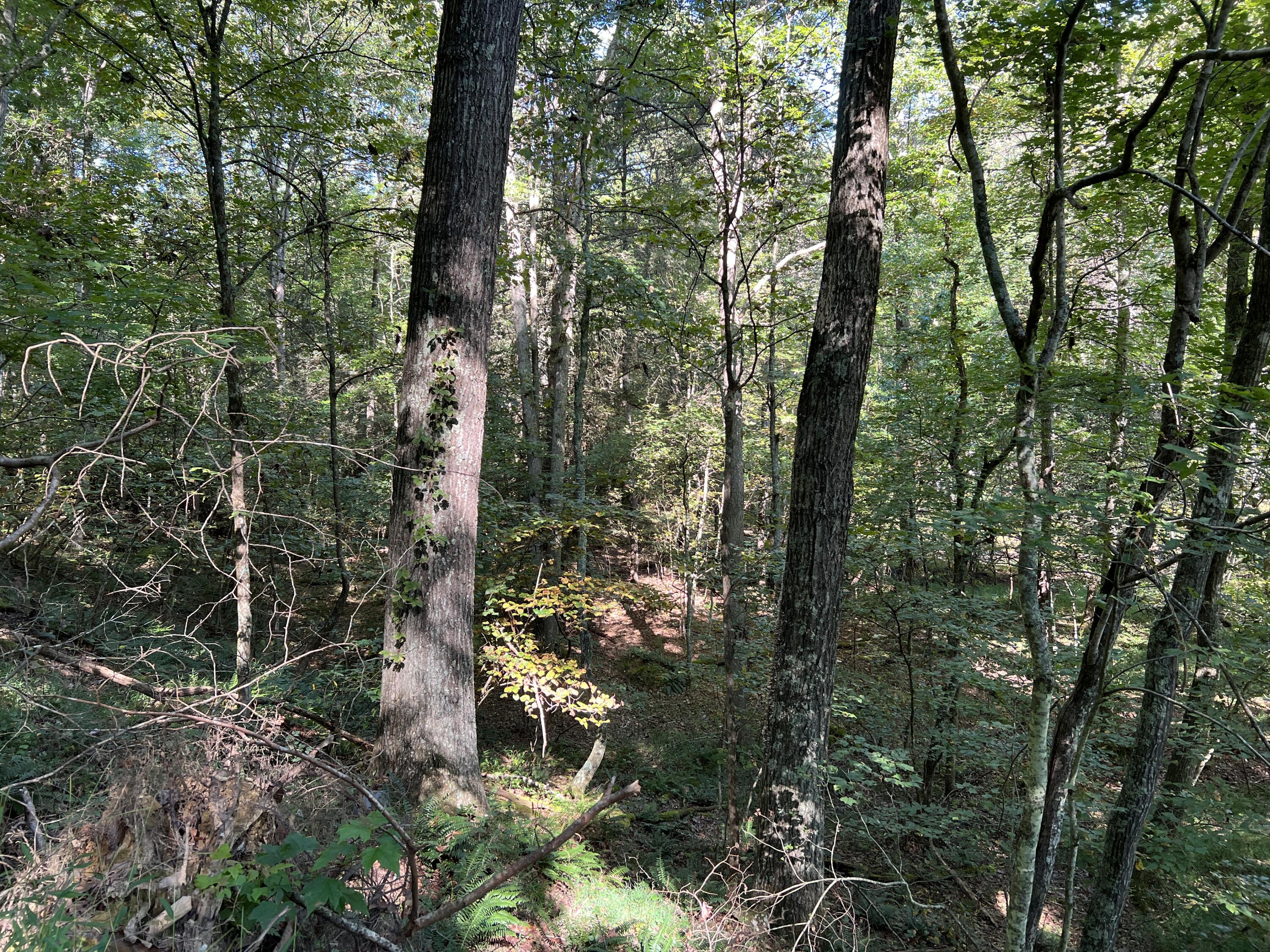 0 Haynes Road Pulaski, VA 24301 - Photo 24 of 26 PUL 24