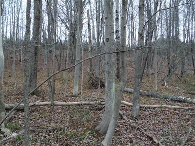 Wolf Road Thompsonville, MI 49683 - Photo 7 of 11 Additional Photo