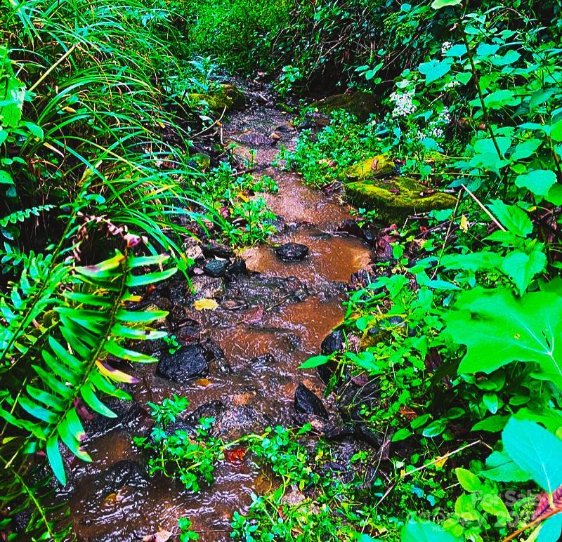 81 Jericho Drive Tryon, NC 28782 - Photo 2 of 43 a backyard of a house with lots of green space