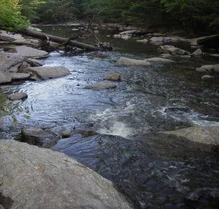 a view of a dry yard with trees