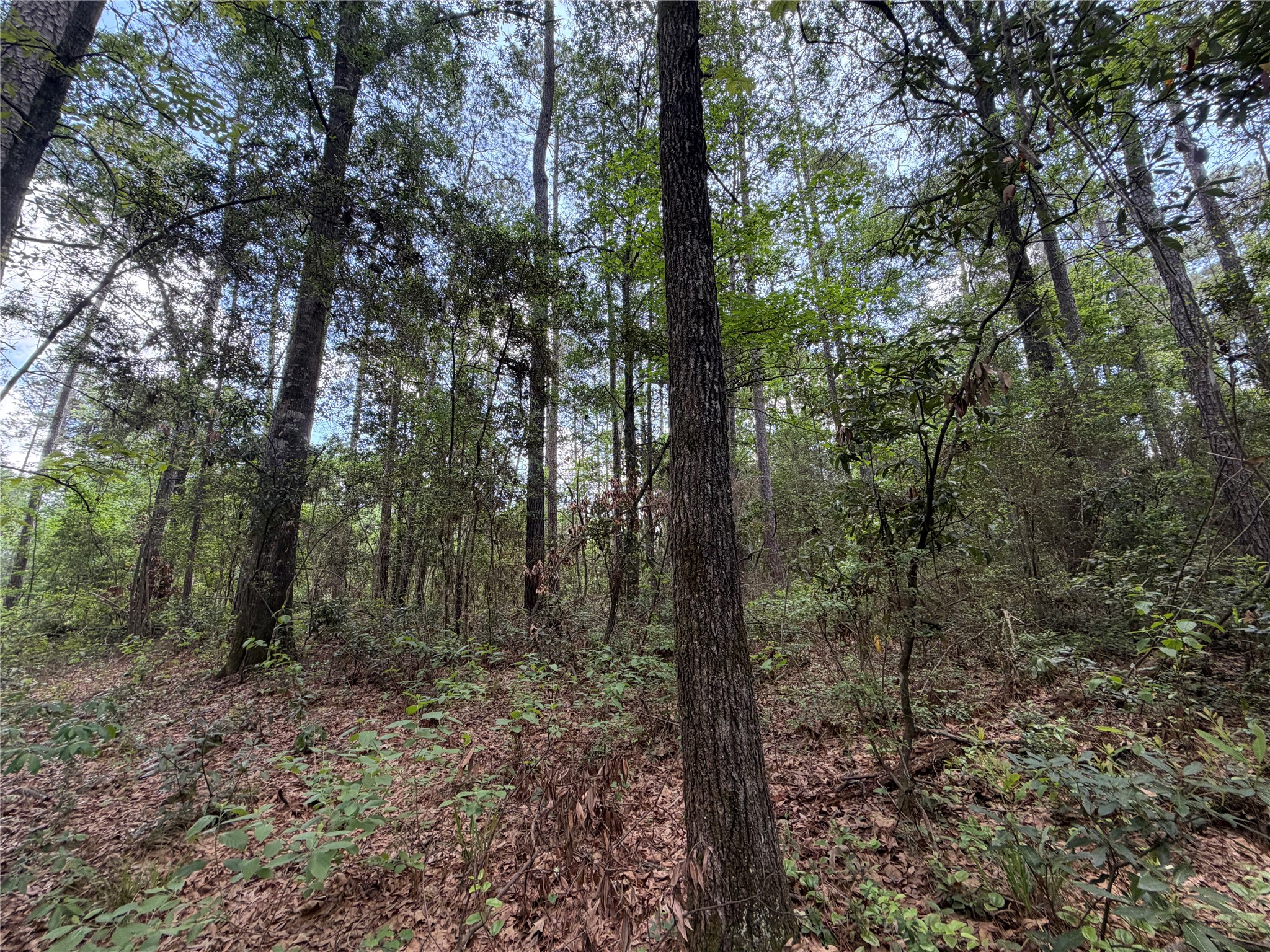 15744 Ridge Oak Road Willis, TX 77378 - Photo 3 of 7