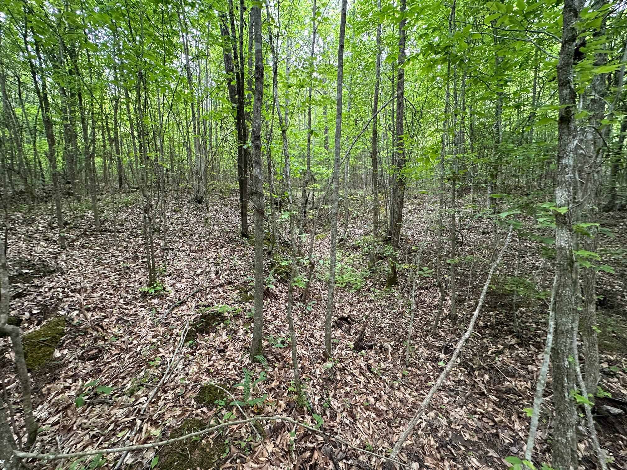 1802 River Road Williamsburg, KY 40769 - Photo 46 of 59 Woods